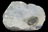 Detailed, Gerastos Trilobite Fossil - Morocco #86495-1